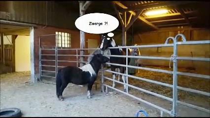 2016 11 10 Einzug Ponies im Reitpark Farrierranch poster